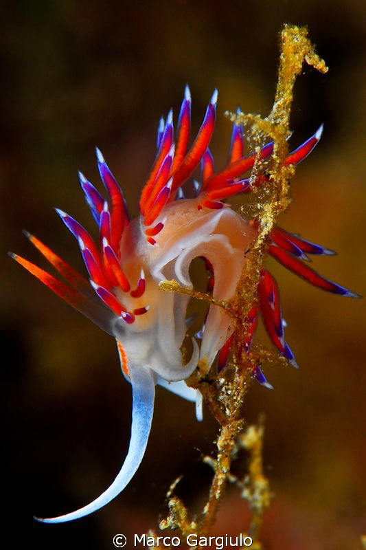Cratena peregrina by Marco Gargiulo 