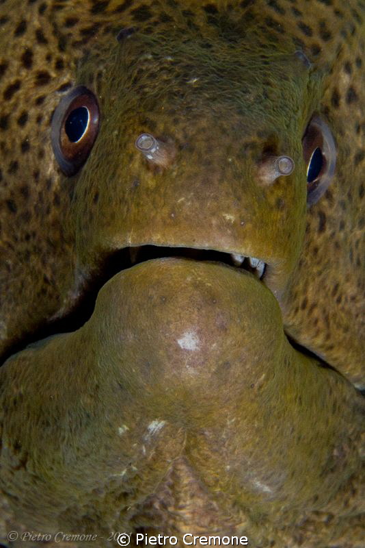 Mooray closeup by Pietro Cremone 