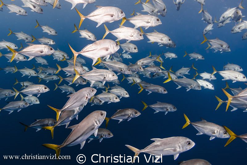 School of Jacks found at Jardines de la Reina, Cuba. by Christian Vizl 