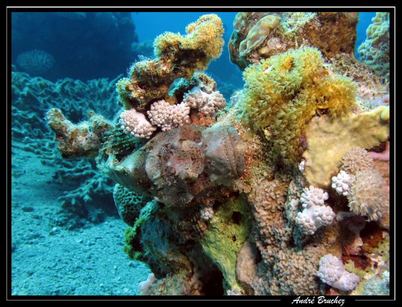ou suis-je ???... poisson scorpion diable à Dahab by André Bruchez 
