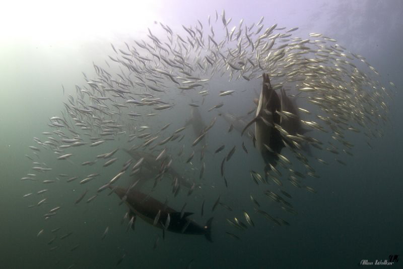Taken off East London, 2 to 3m viz and cold! Absolute epi... by Allen Walker 