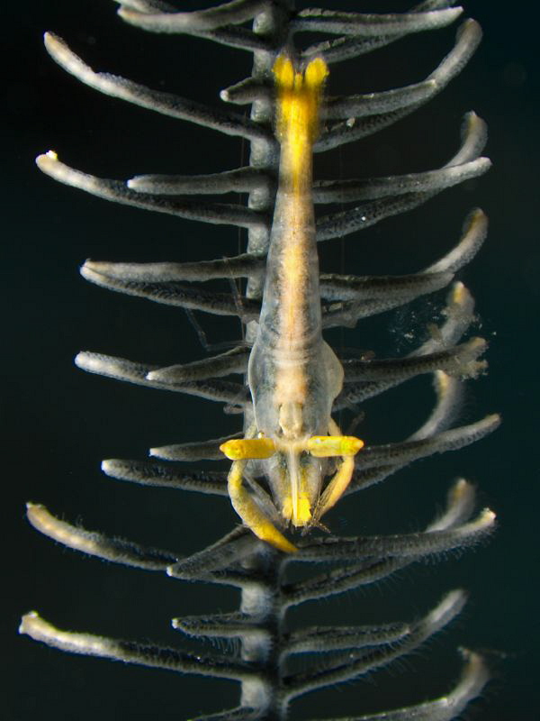 Periclemenes sp. on crinoid by Alex Varani 