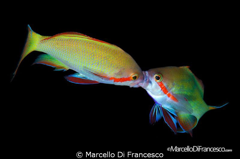 "KISS ME AGAIN"
Cabilao, Philippines
Canon 450D + Canon... by Marcello Di Francesco 