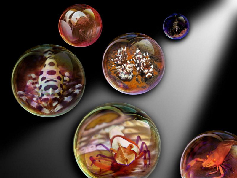 Shrimps...bubble by Alex Varani 