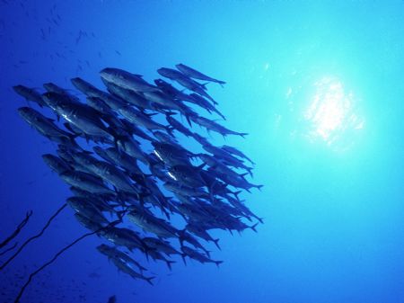 Carangidi in Red Sea, Sudan, Shaab Rumi
Nikonos III 15 m... by Mauro Serafini 