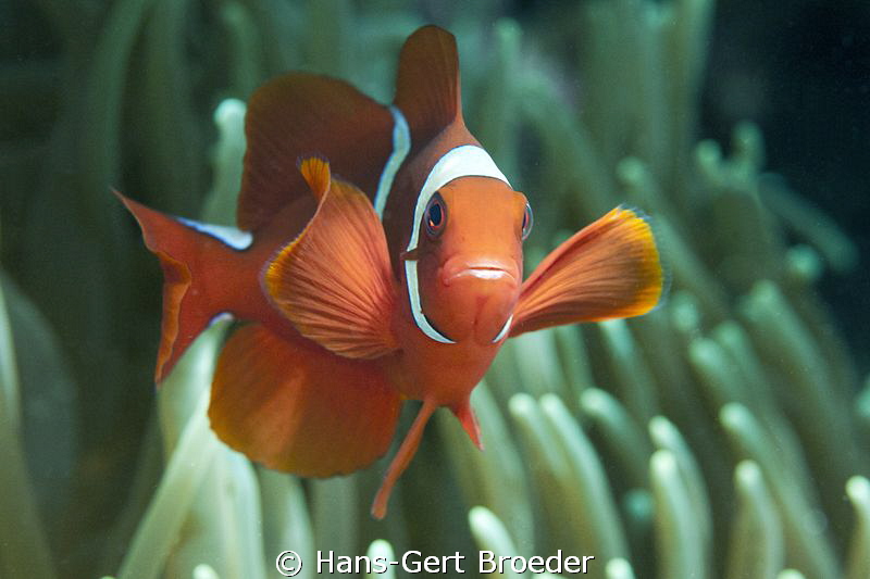 Orange Fin Anemonefish
 'Clockwork Orange'
  www.bunake... by Hans-Gert Broeder 
