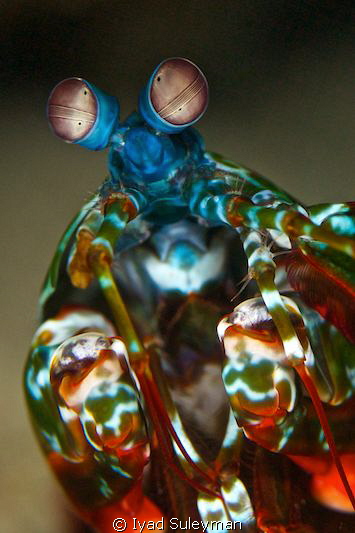 Mantis Shrimp Portrait by Iyad Suleyman 