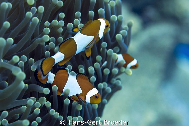 Clownfish
Nemos
  www.bunakenhans.com
   
Bunaken,Sul... by Hans-Gert Broeder 