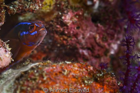 D200 sea&sea , Sigma 105mm EX by Ahmed Elsayed 