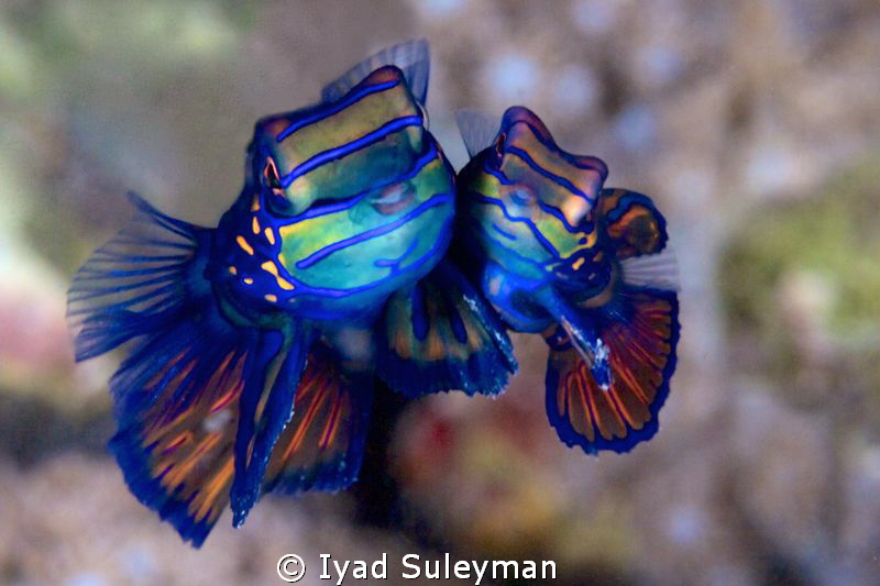 Mating of Mandarinfishes by Iyad Suleyman 