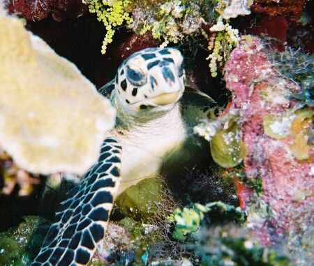 Sea&Sea MMII, Young Island by Larry Teasley 