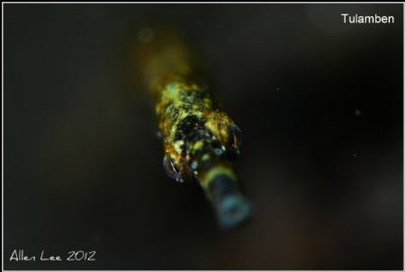 What r u looking for?
Nikon D80,105mmVR,f5.6,1/80,Z-240*2 by Allen Lee 