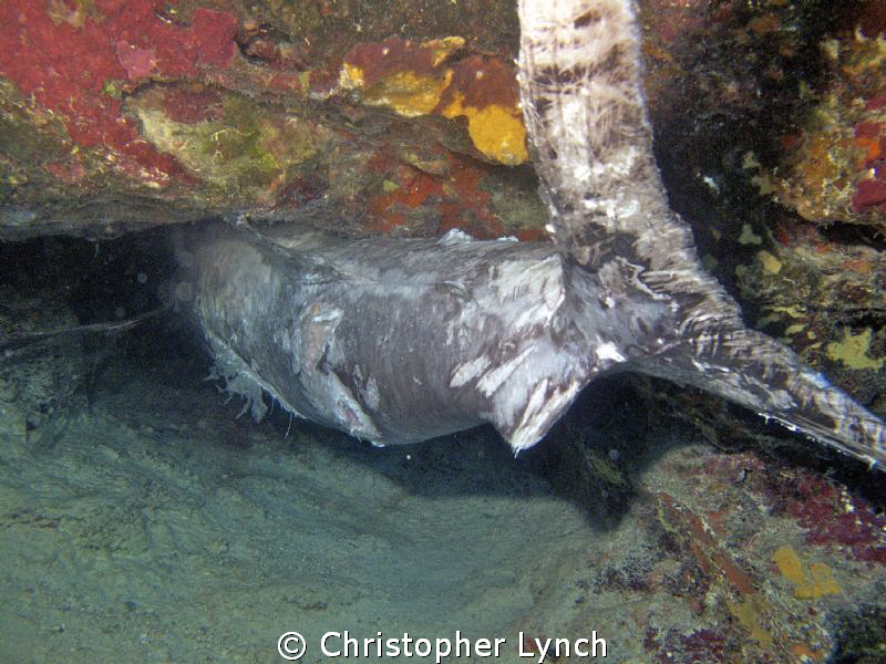 Just south of the Rappel mooring,a shelf between the shor... by Christopher Lynch 