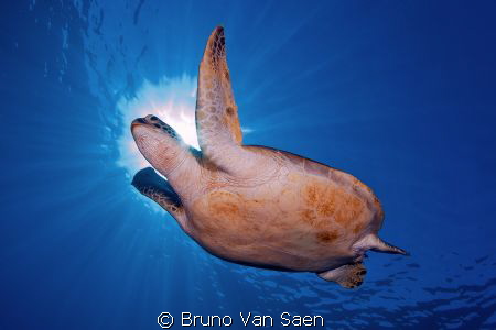 Green turtle in Dahab by Bruno Van Saen 