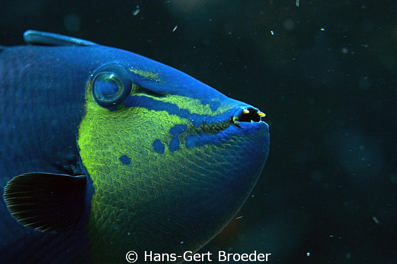 Trigger  in Space
  www.bunakenhans.com
  Bunaken,Sulaw... by Hans-Gert Broeder 