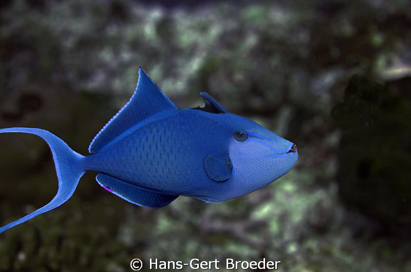 Trigger
  Dracula of the Sea
   www.bunakenhans.com
  ... by Hans-Gert Broeder 