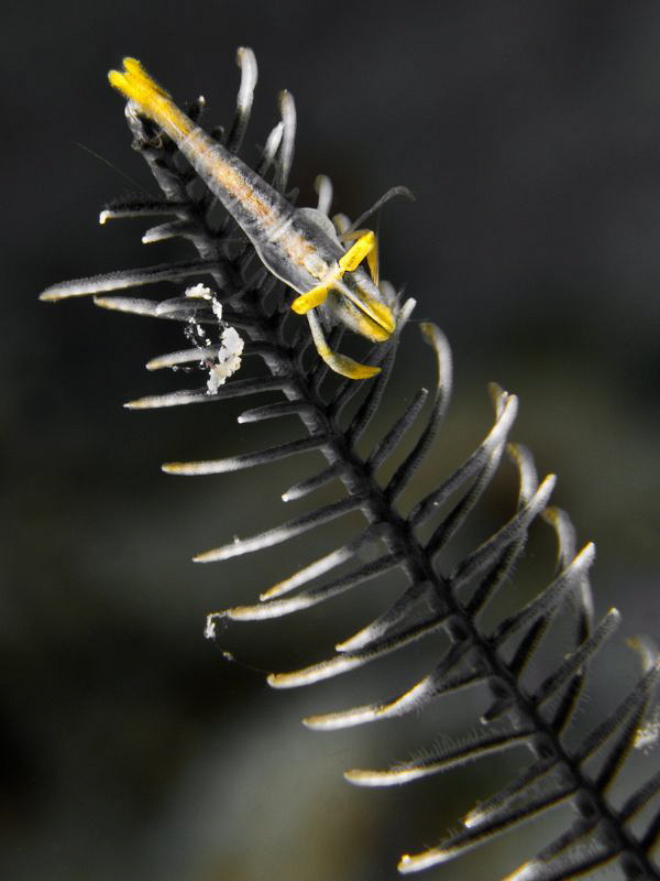 Periclemenes sp. on crinoid (part 2) by Alex Varani 