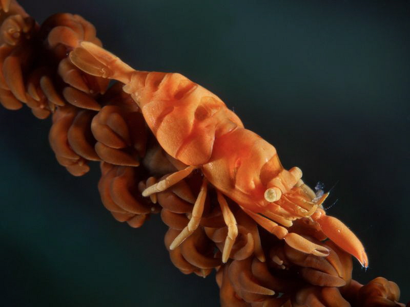 Dasicarys zanzibarica (no crop)
45 macro lens + UCL165 (... by Alex Varani 
