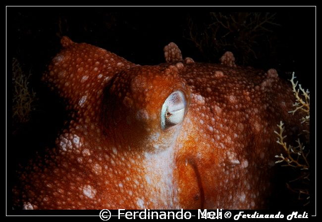 Octopus by Ferdinando Meli 