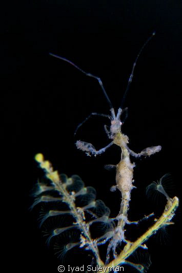 "Beautiful lady" 
Skeleton Shrimp
 by Iyad Suleyman 