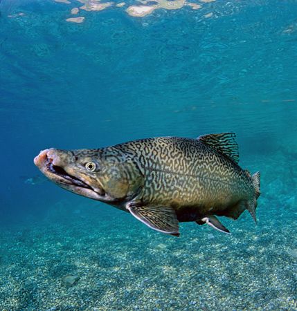 Trout. Capernwray, Lancashire.
F90X, 16mm. by Mark Thomas 