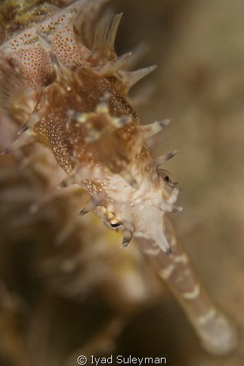 Seahorse by Iyad Suleyman 