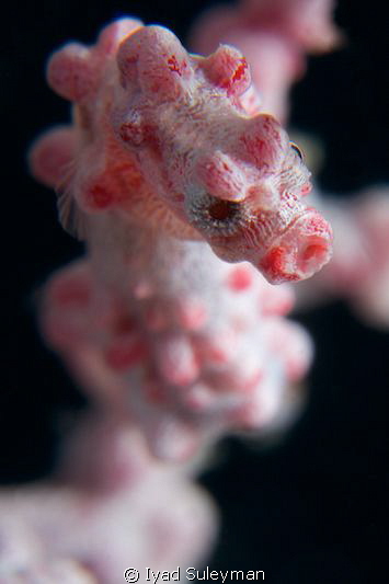 Pygmy Seahorse by Iyad Suleyman 