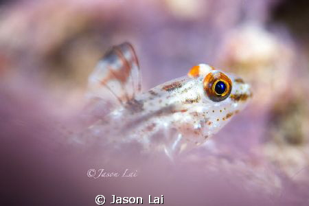Killer Algae

Deceivingly beautiful, this blanket of pu... by Jason Lai 
