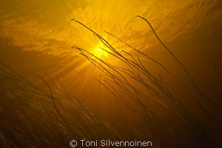 Grass. River, Sodankylä North Finland.
Aquatica ad700, 2... by Toni Silvennoinen 