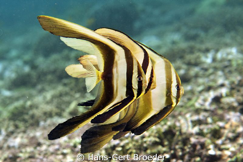 Batfish
On a secret mission
Bunaken, Sulawesi, Indonesi... by Hans-Gert Broeder 