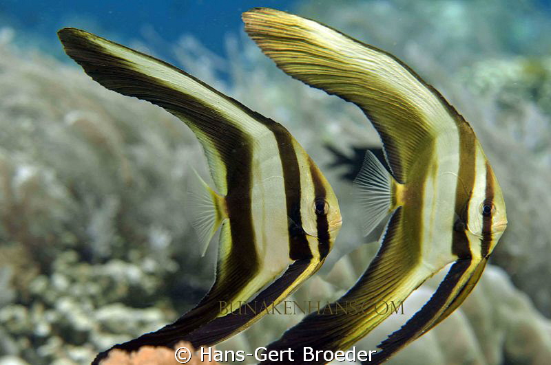 Batfish
Angles or Angels?
 Bunaken, Sulawesi, Indonesia... by Hans-Gert Broeder 