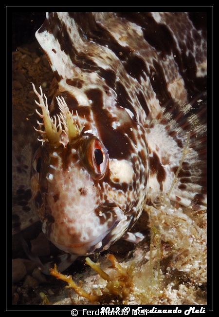 Blenny's portrait. by Ferdinando Meli 
