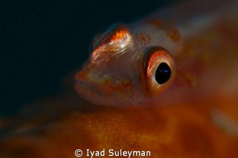 Whip Goby Portrait by Iyad Suleyman 
