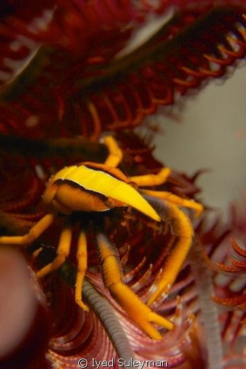 Crinoid squat lobster
(no crop) by Iyad Suleyman 