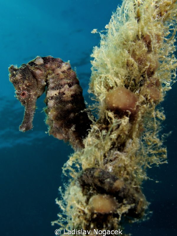 sea horse by Ladislav Nogacek 