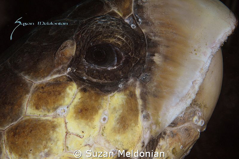 Had the good fortune of coming upon a massive "old soul" ... by Suzan Meldonian 