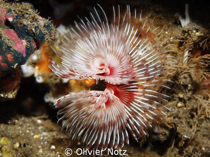 Tubeworm by Olivier Notz 