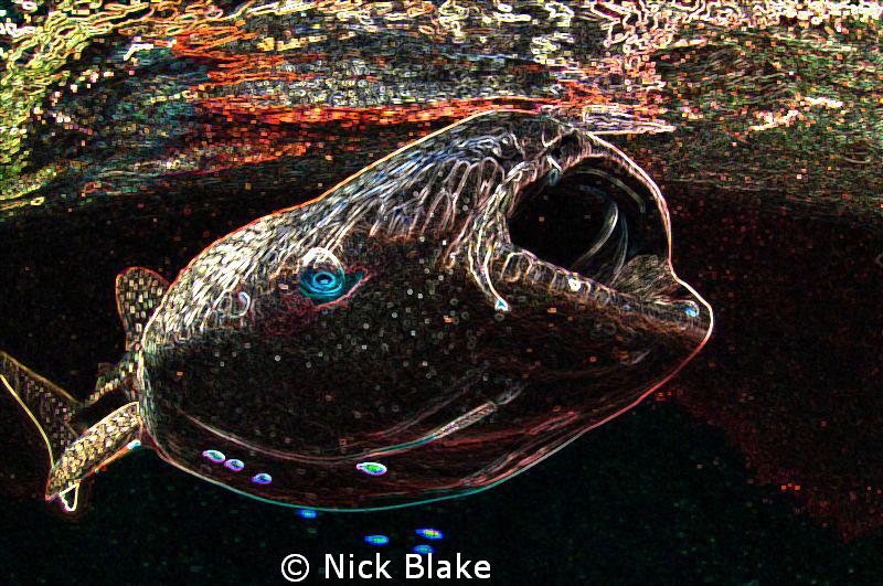 A somewhat different take on a close up shot of a Whalesh... by Nick Blake 