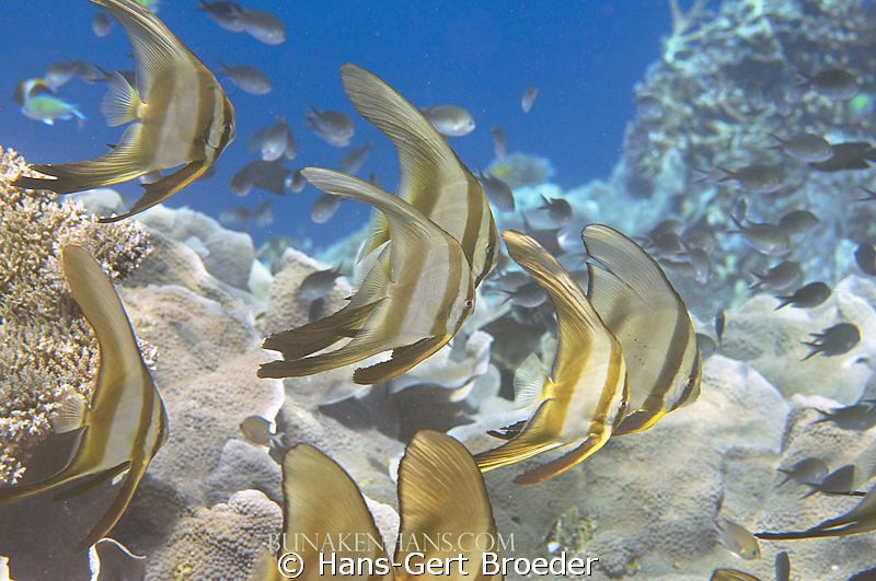 Batfishes
Golden Angels
www.bunakenhans.com
   Bunaken... by Hans-Gert Broeder 