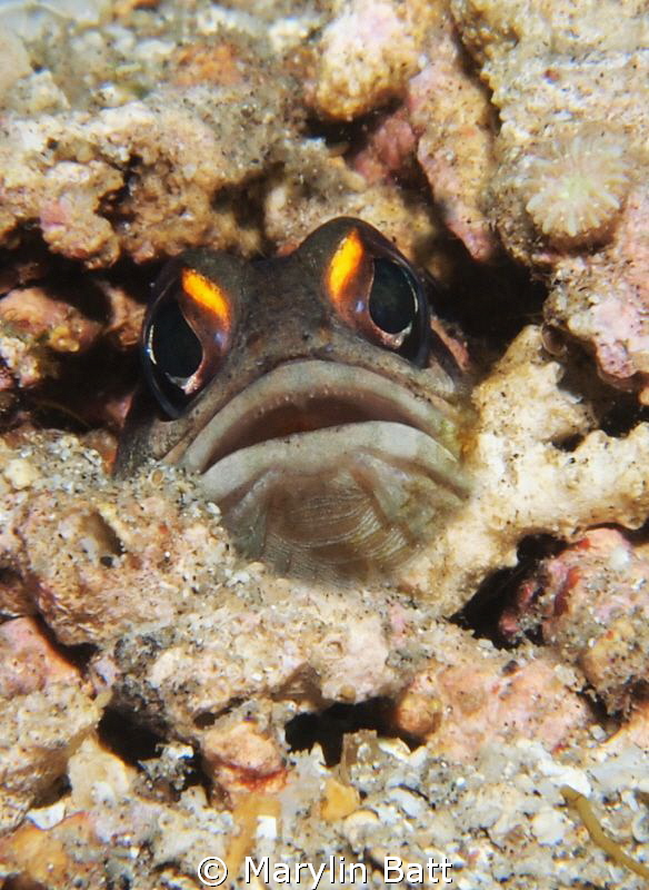 Bright eyed jaw fish by Marylin Batt 