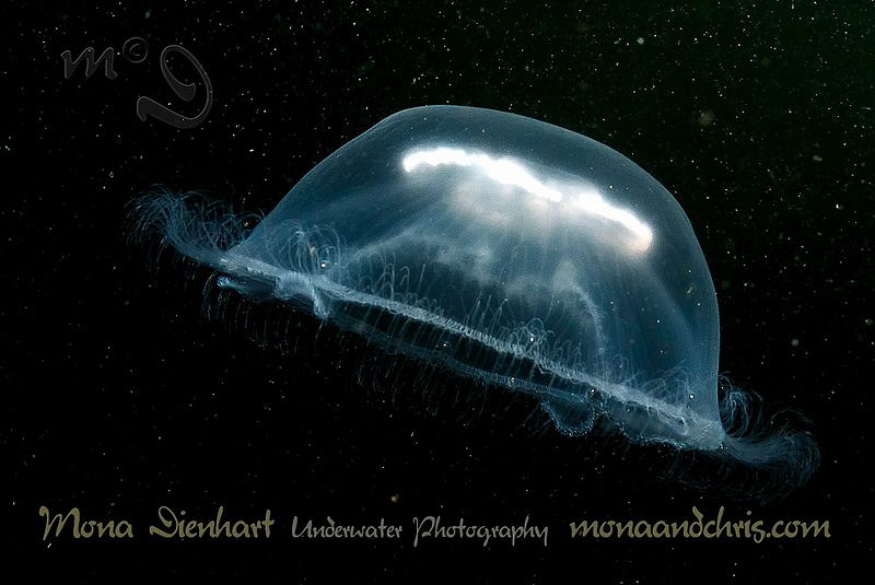 outer space by Mona Dienhart 