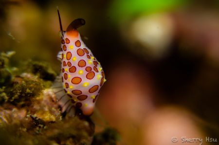 Rosewater's Egg Cowrie@ LongDong Bay, Taiwan
 by Sherry Hsu 