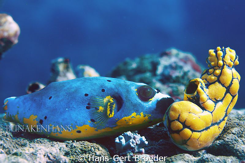 Black Spotted Puffer 0646
Toy? It's mine!
www.bunakenha... by Hans-Gert Broeder 