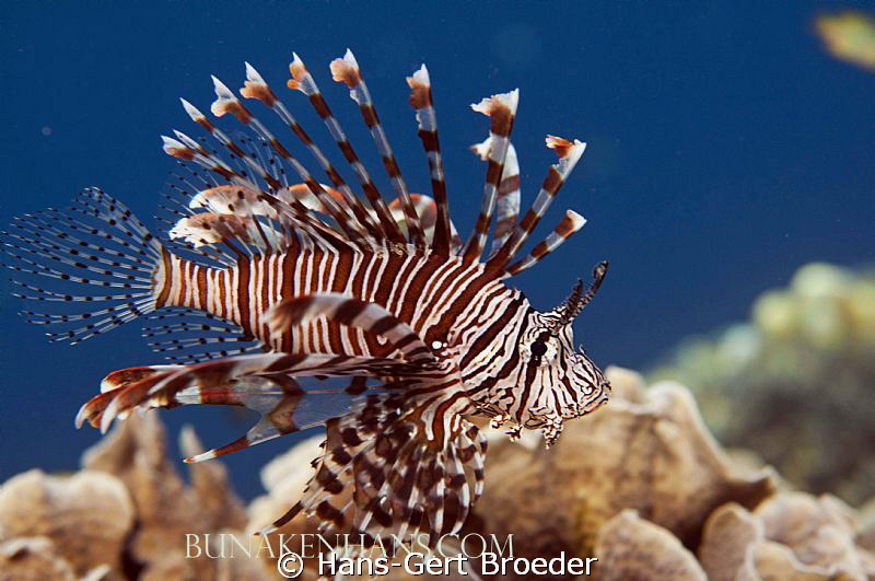 Lionfish
Sharp as a razor ,
   www.bunakenhans.com
   ... by Hans-Gert Broeder 