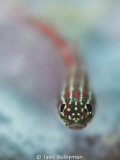 Goby by Iyad Suleyman 