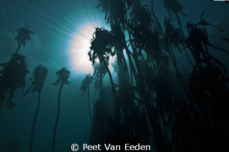 Kelp forest, with visibility of even the clouds overhead by Peet Van Eeden 