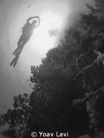 diver silhouette by Yoav Lavi 
