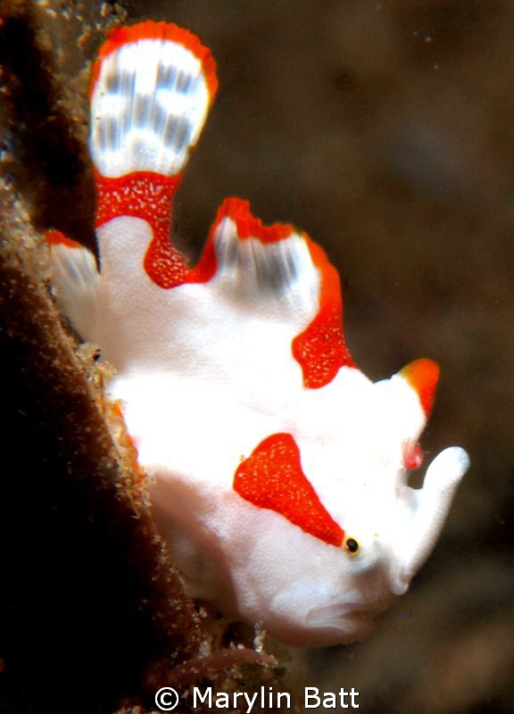 Very tiny juvenile Warty Frogfish by Marylin Batt 
