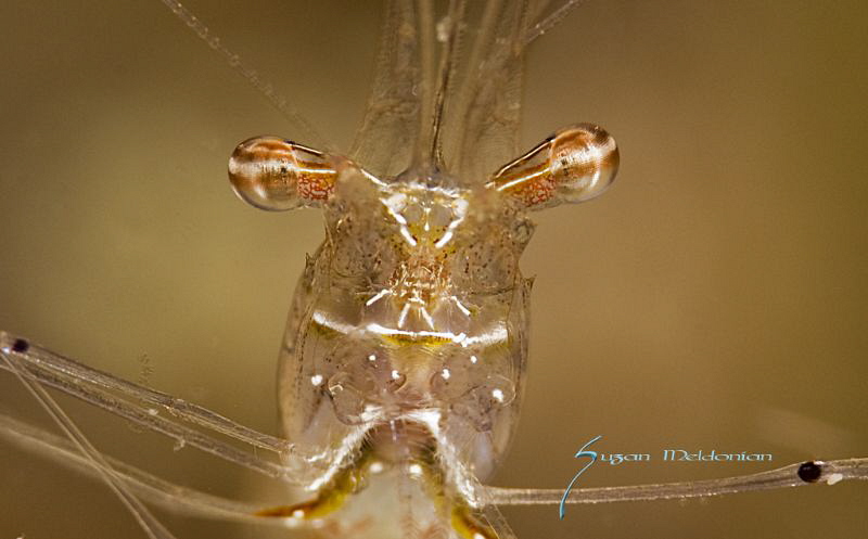 Closest I could get without spooking him off. by Suzan Meldonian 
