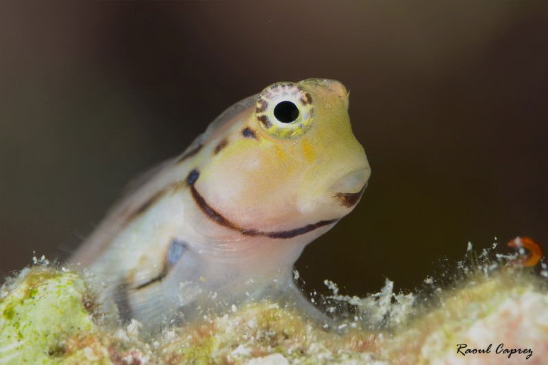 Can I help you ? by Raoul Caprez 